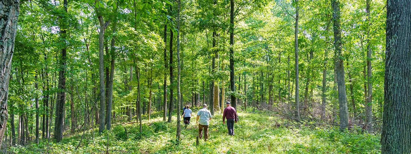 three people walk through a forest
