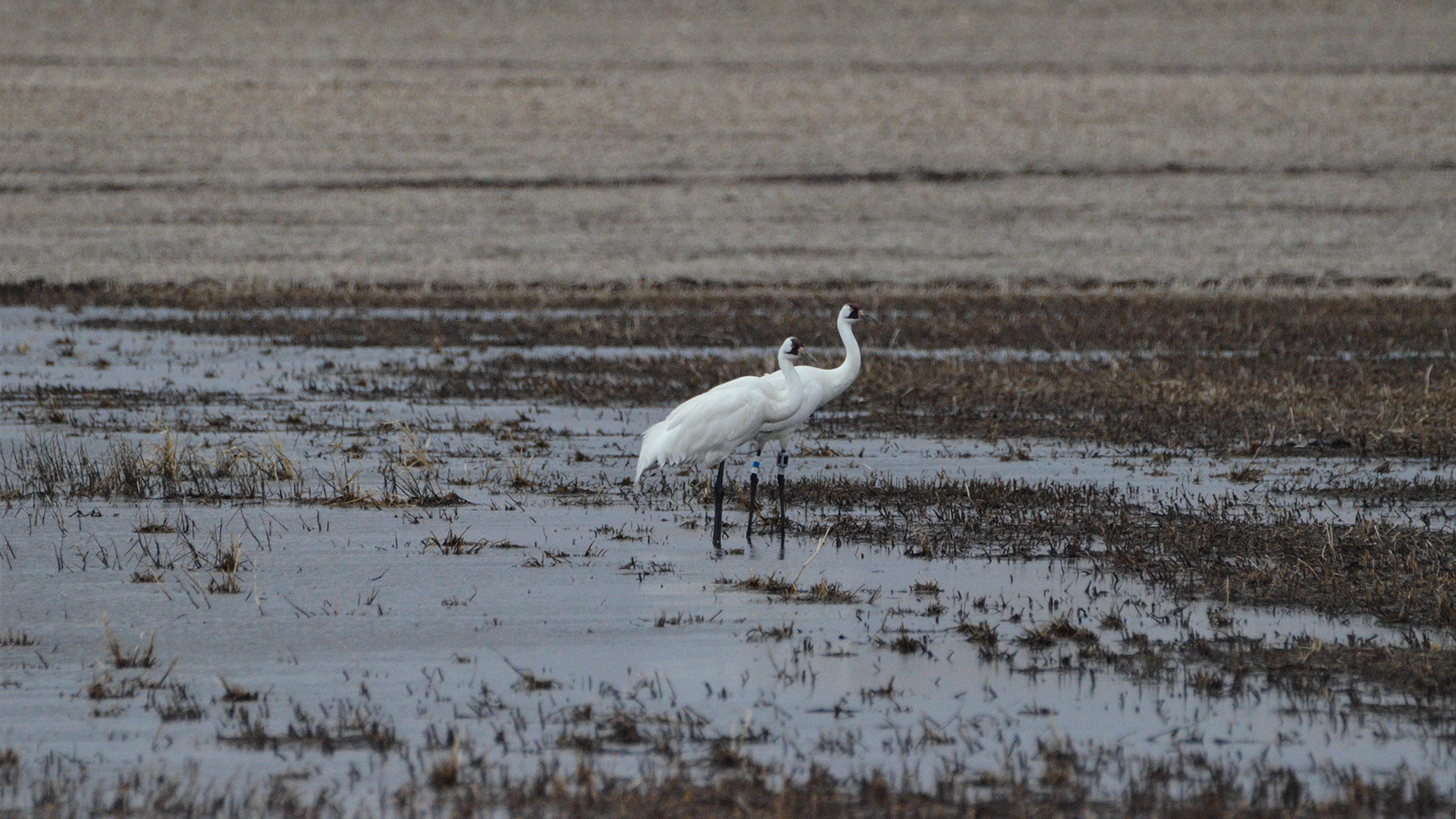 Whooping Cranes wade in wetlands water
