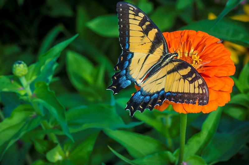 Flowering plants have co-evolved with pollinators to attract specific species: butterflies are lured toward sweet-smelling red, orange, and purple flowers, while flies and beetles are drawn to white or green flowers that smell slightly rotten. 