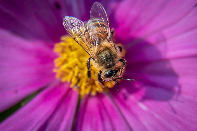 By helping plants reproduce, pollinators like bees contribute more than $200 billion each year in ecological services.