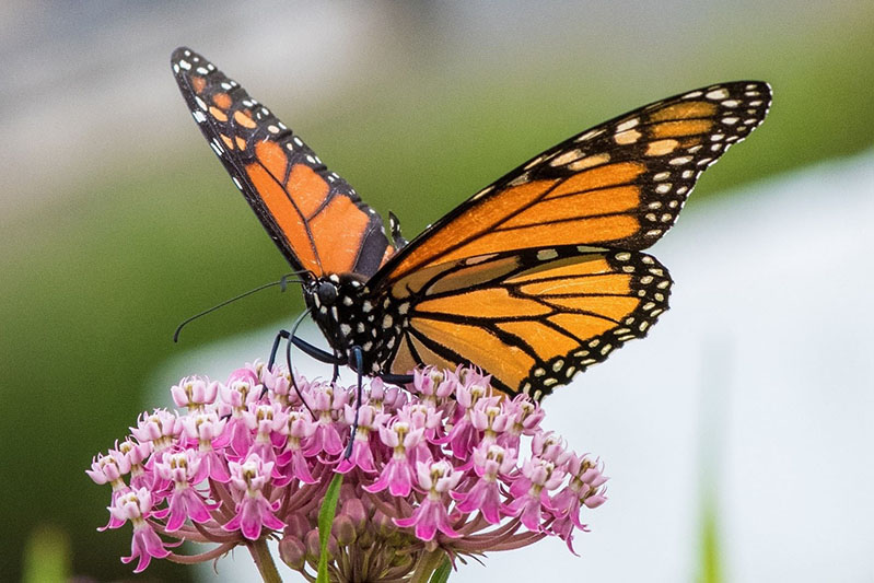 Populations of monarch butterflies have decreased drastically since 1995, in part because of the decrease in native plants like milkweed and other abundant sources of nectar that feed them.