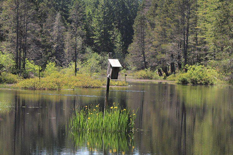 A birdhouse sits in the middle of a wetland.