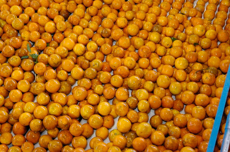 Freshly washed oranges in rows  on a conveyor belt.