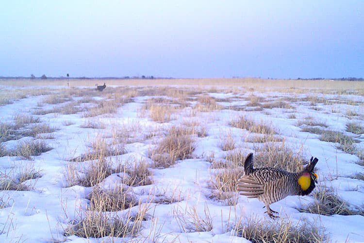 Prairie chickens thrive on the permanent easement. Photo courtesy of Wisconsin Department of Natural Resources. 