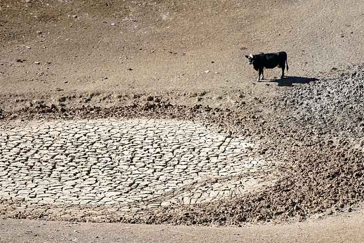 Cow on land suffering from drought