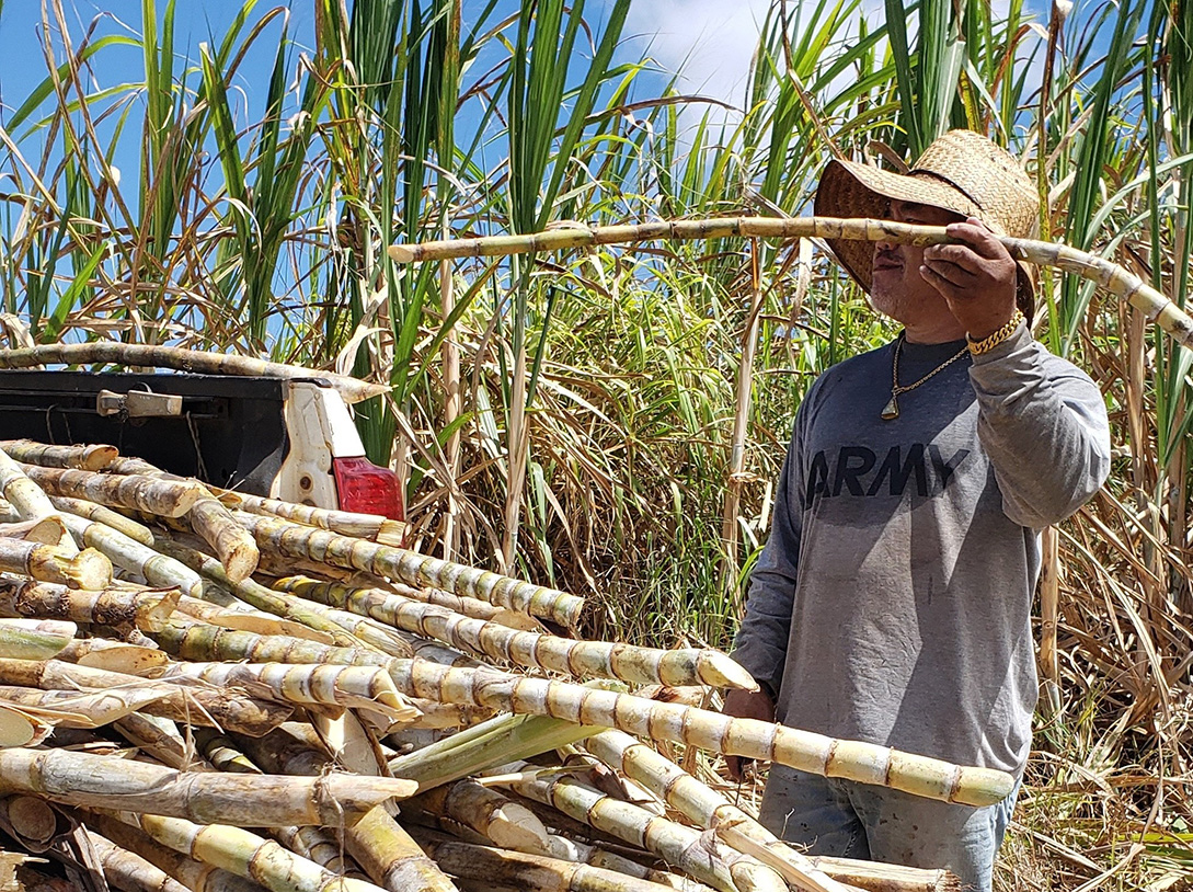 Person loading sugar cane into truck