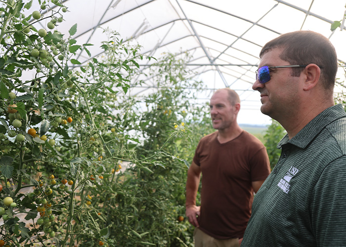 Two people in green house inspecting tomato plants