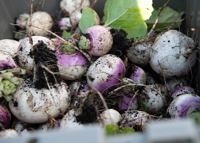 Freshly harvested turnips with dirt on them