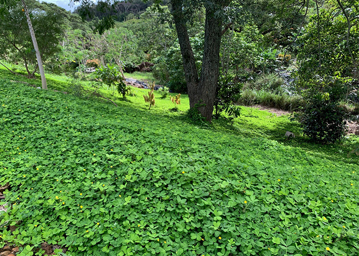 Ground cover on a hill