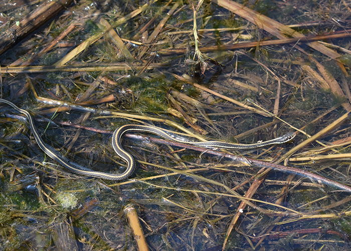 Snake slithering through wetland