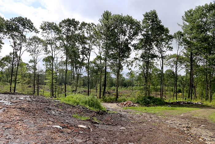 Through sustainable forestry practices, Bill Rose thinned his forests to enable young forests to thrive.