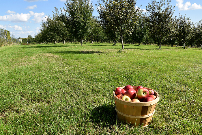 A half bushel of apples picked from Apple Trails Family Orchard. Trees were planted and spaced precisely with consideration for soil characteristics and seasonal harvest time.