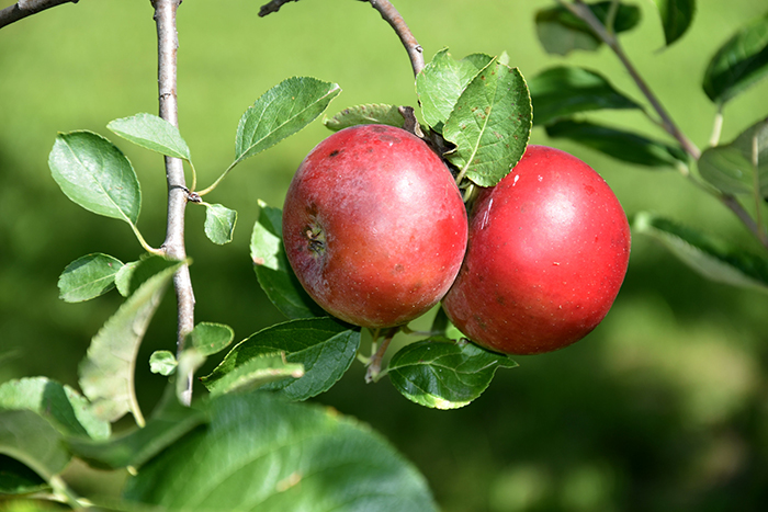 Becky grows her apples – and manages against pest and disease – using all-natural products.