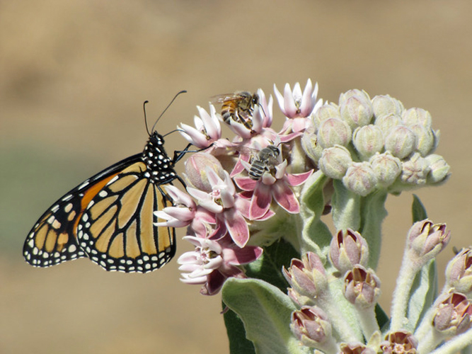 Pollinators on a flower.