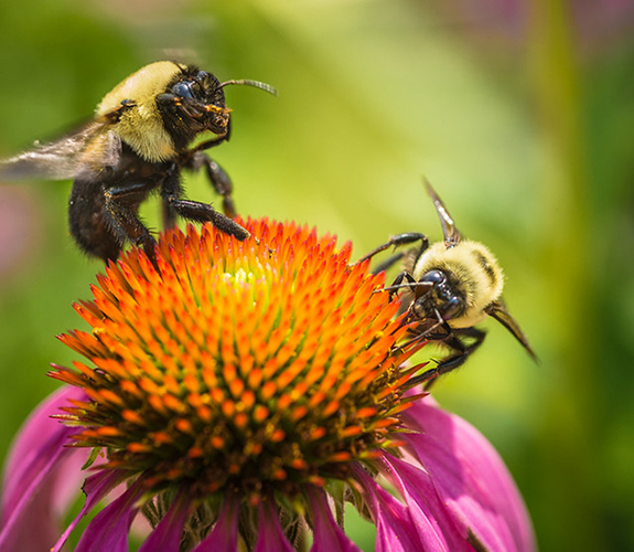 Bees on a flower.