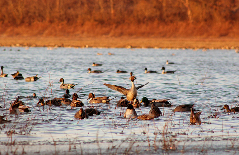 Birds on the water in Indiana.