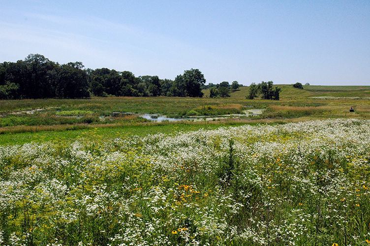 A wetland in Iowa.