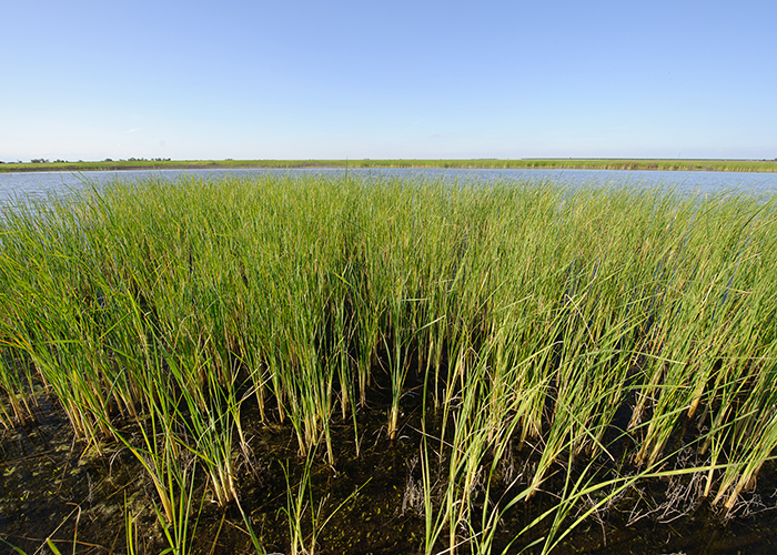 Plants growing in a wetland in California.