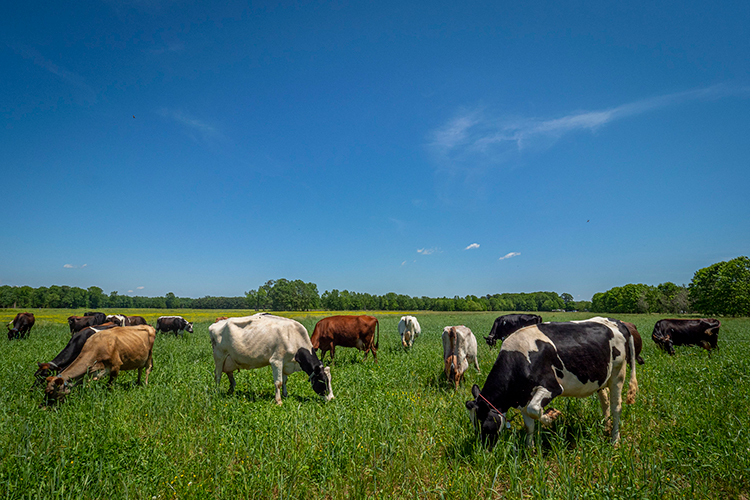 Dairy cows grazing in a pasture.
