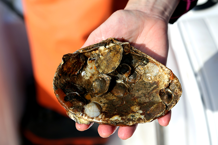 Oyster shell in hand.
