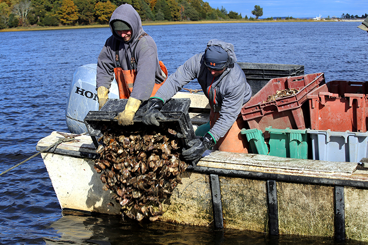 Men dump oyster shells from a boat.