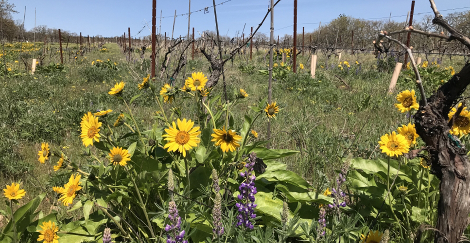 Yellow flowers in a field for pollinators.