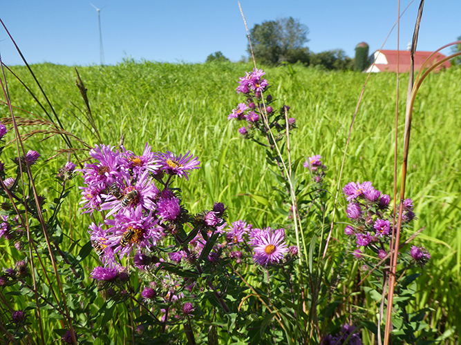 Purple flowers in a field for pollinators.