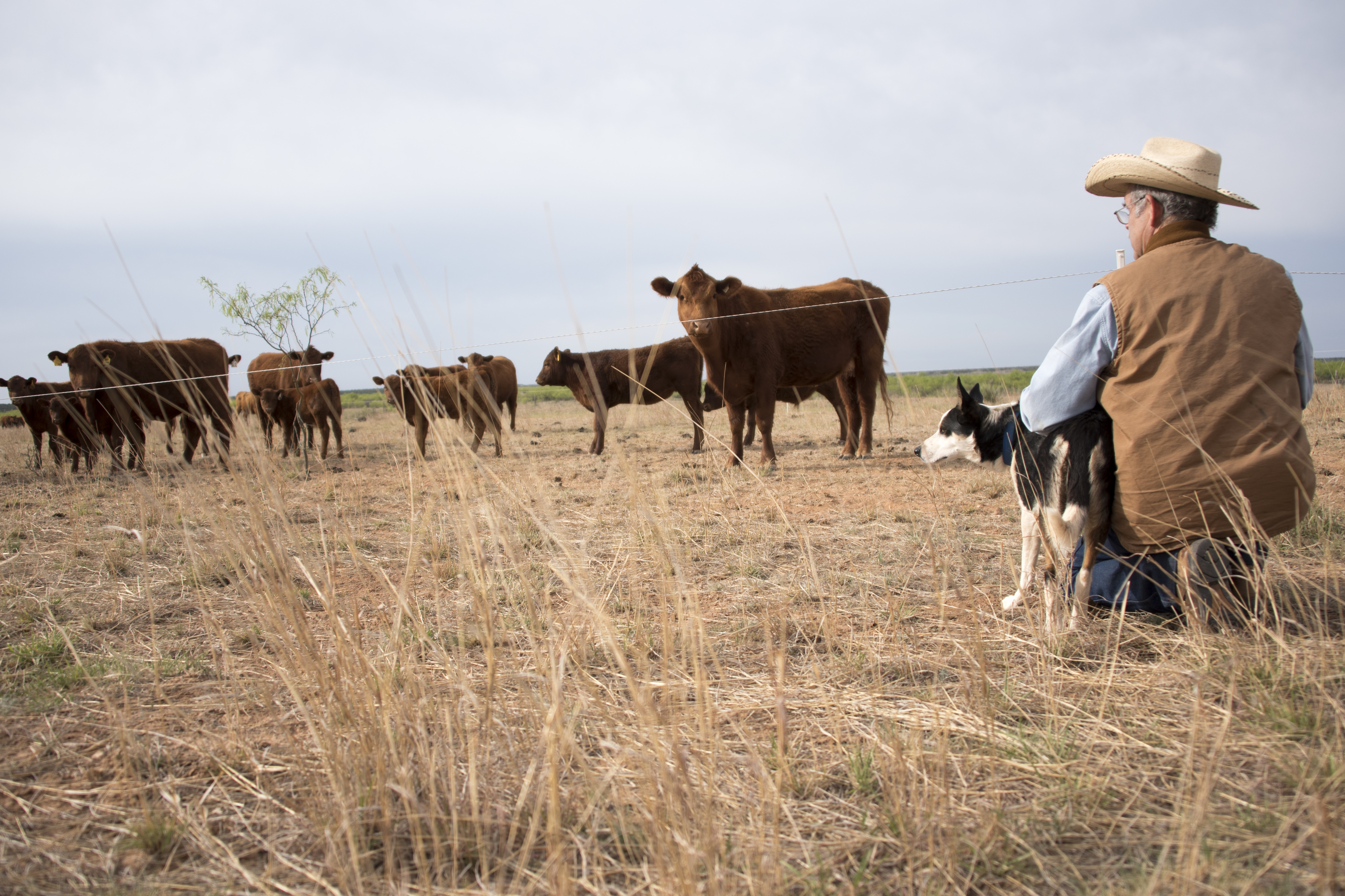 After surviving the drought of the 1950’s and enduring two hard droughts in the past 10 years, developing alternative water sources became critical for Texas rancher Kregg McKenny. Photo Credit: USDA-NRCS