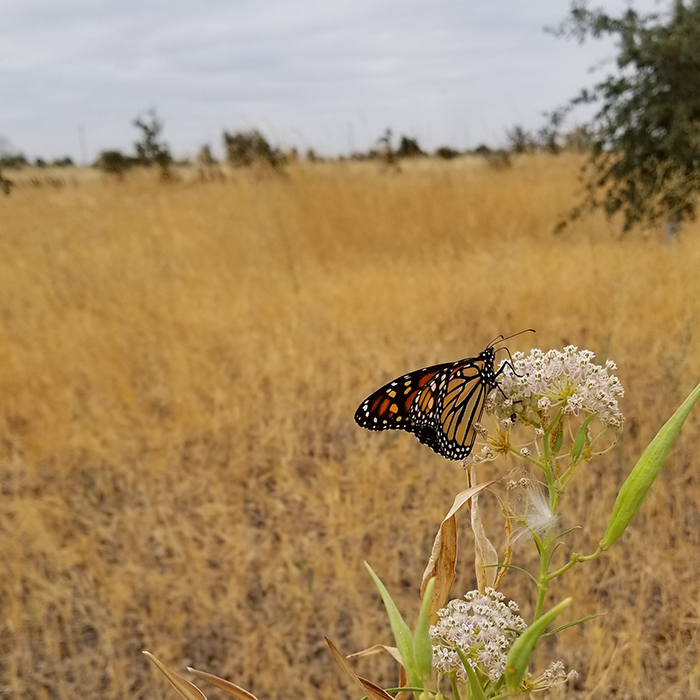 Farmers and ranchers can make simple tweaks on their working lands to provide quality habitat for monarchs. Photo courtesy of the Xerces Society.