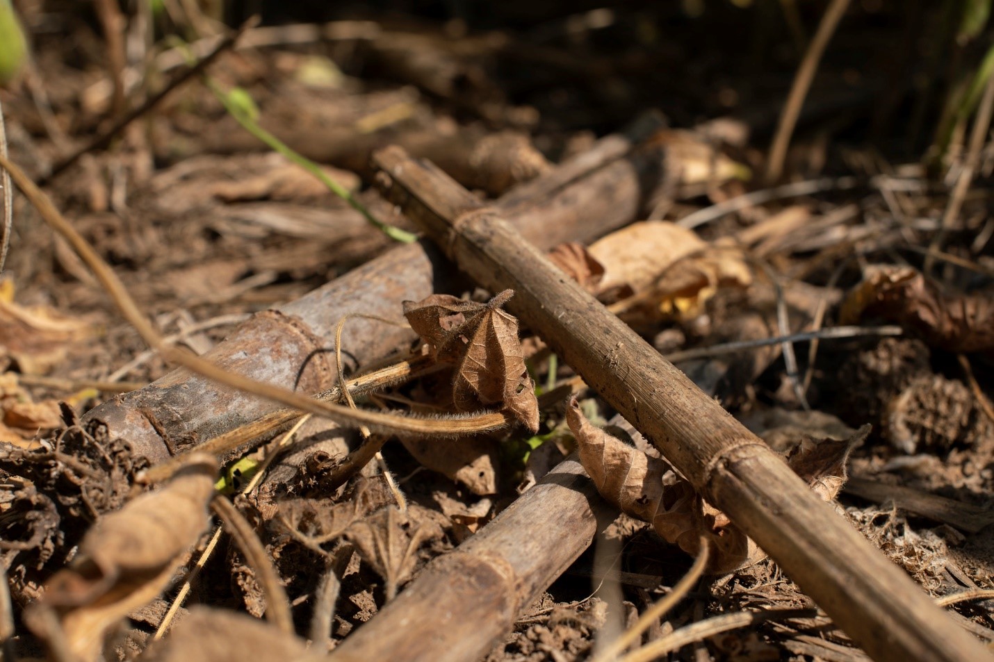 6 Tips for Switching to No-Till