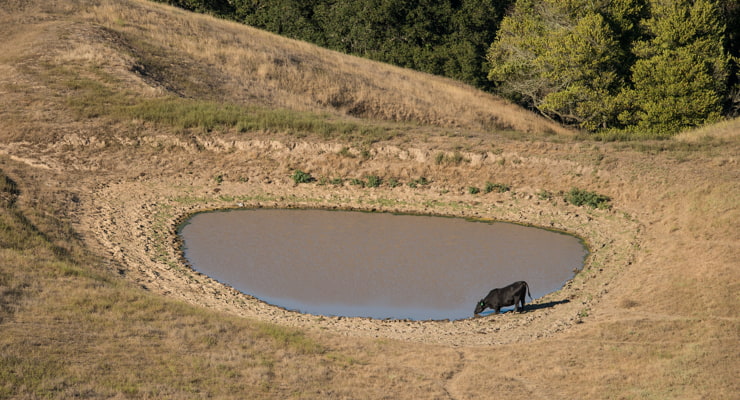 "A cow drinks from a critically depleted pond"