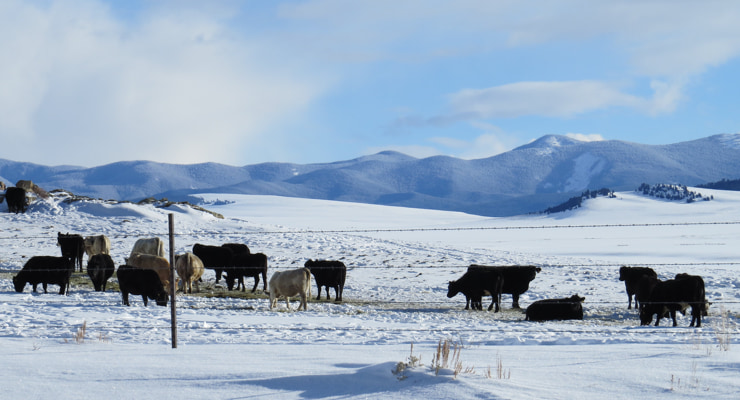 "Cattle outdoors in a snowy field"