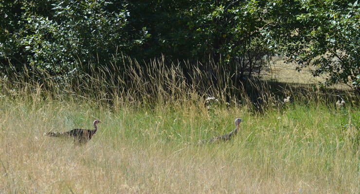 "Young turkeys in a brushy field"