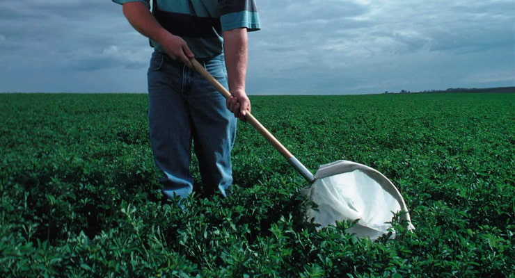 "A man combs across a field of plants with a net"