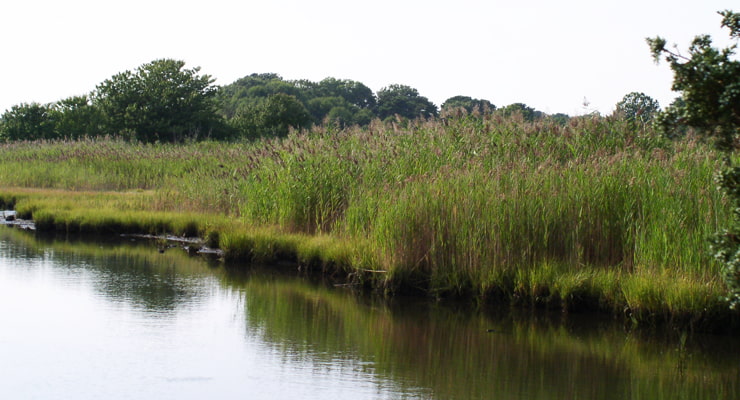 "A pond is surrounded by the common reed"