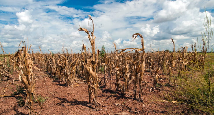 "Dry, drought-stricken corn stalks"
