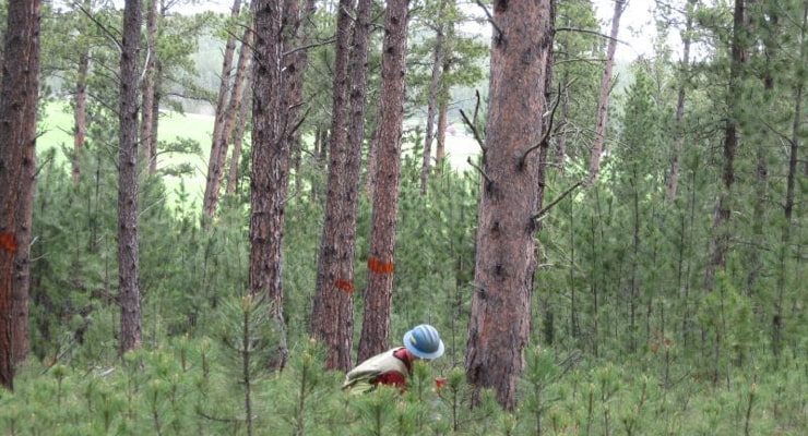 "A man marks trees in a forest with red paint"