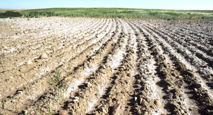 "A tilled field with white saline deposits"