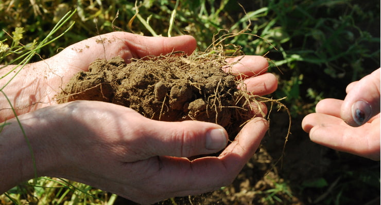 "Photo of someone holding and examining soil in a field"