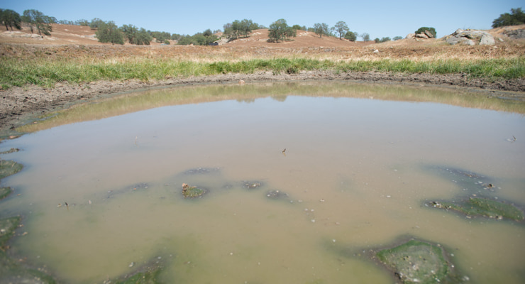 "A pond lacks shade from direct sunlight"