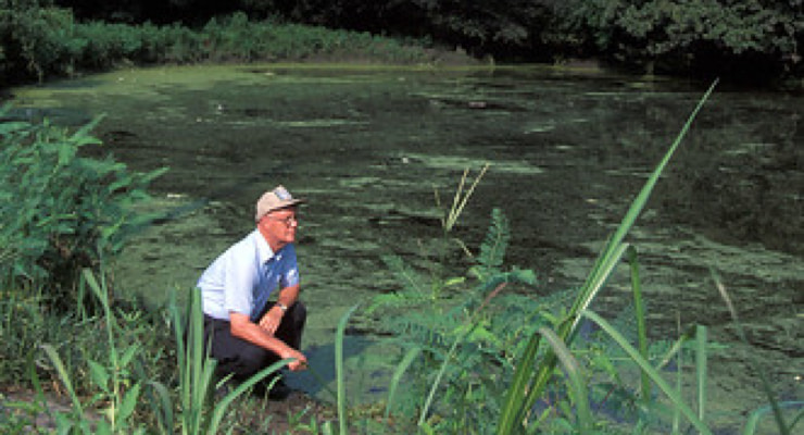 "A man observes an algal bloom in a pond"