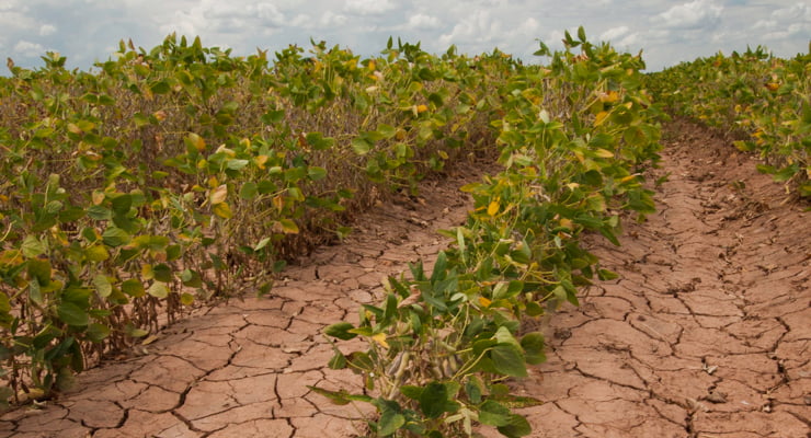 "A field of soybeans show signs of drought damage"