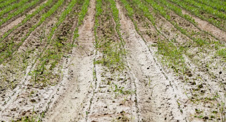 "A field of soybeans show signs of over-watering"