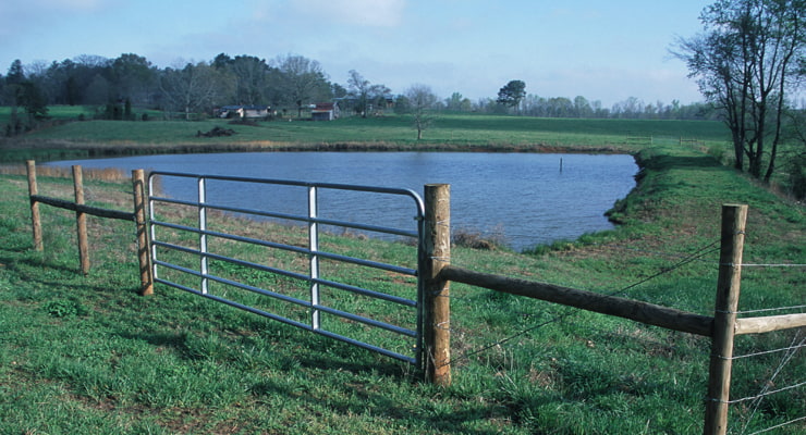 "A photo showcasing a successful wetland restoration project"