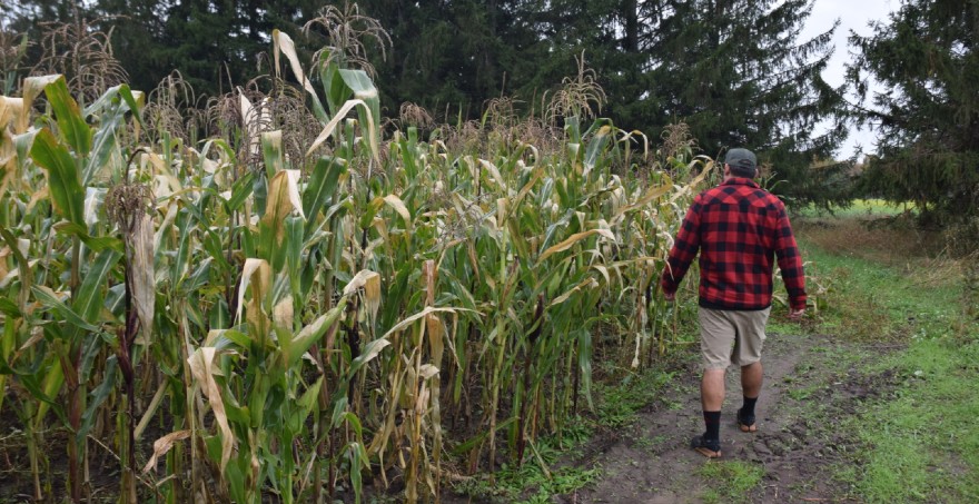 Joe VanAlstine walks alongside crops on Ziibimijwang Farm.