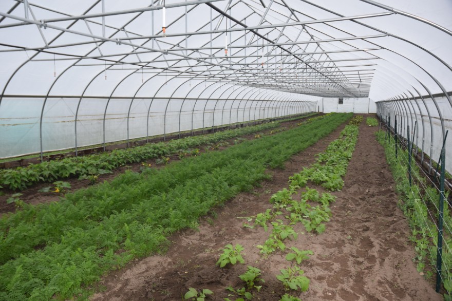 A high tunnel with green crops.