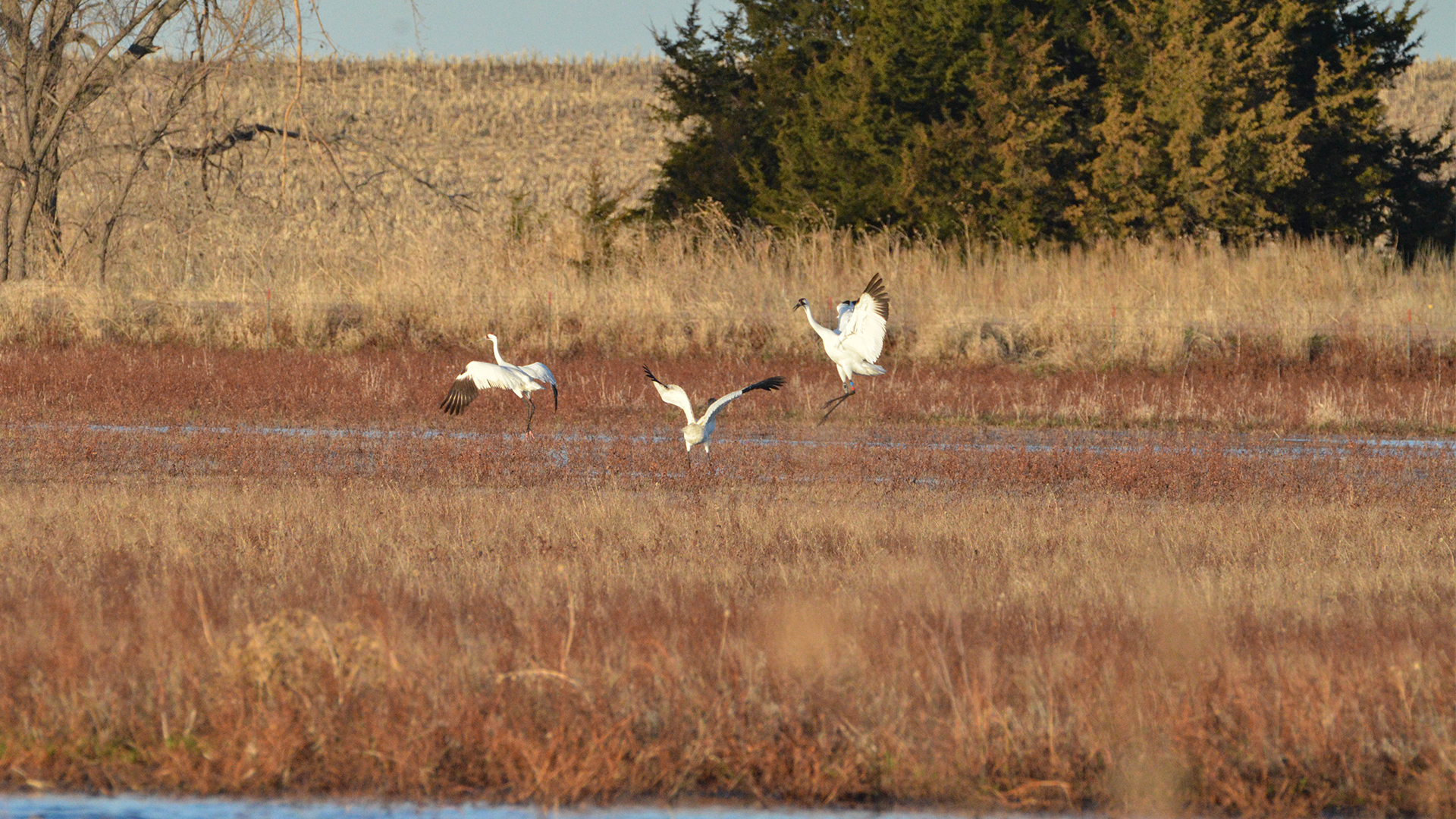 The continued management of Trumbull Basin has helped maintain this site as ideal wetland habitat for migrating birds. Photo courtesy of David Baasch and the Crane Trust.
