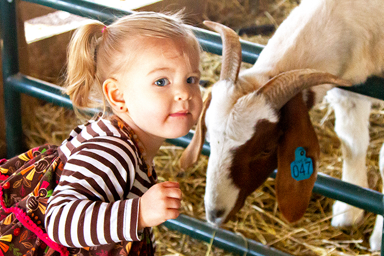 Daughter Liberty feeds Elmer, the farm’s lead goat