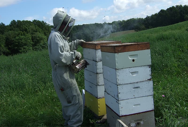 A person in a bee suit accessing a bee hive