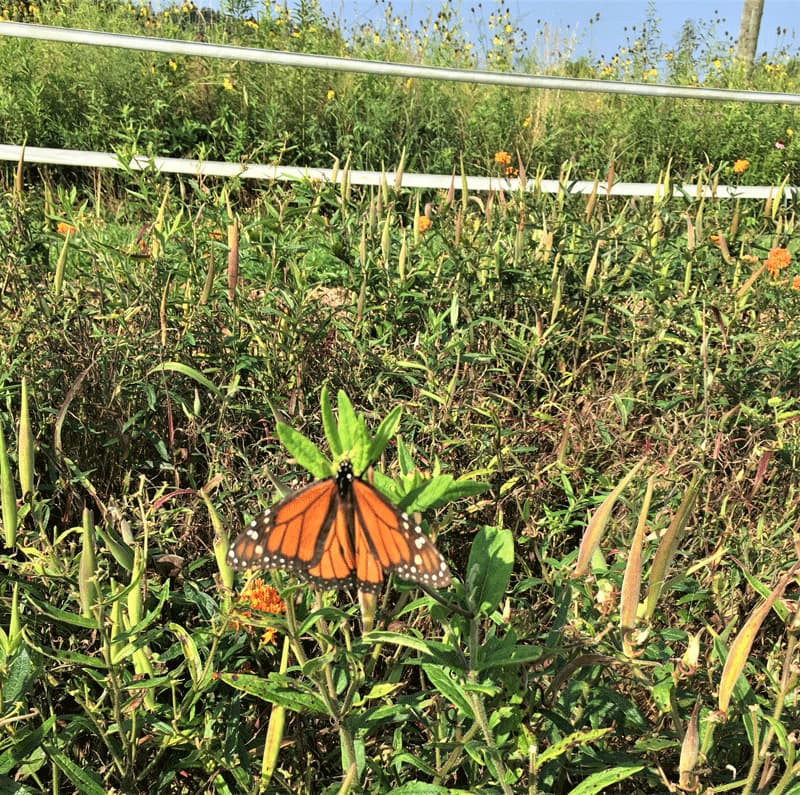 A monarch butterfly in a field with wildflowers